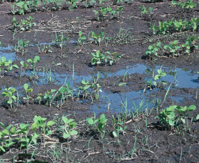 Seedling Diseases in Soybeans